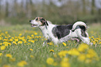 Mongrel on a flower meadow