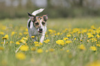 Mongrel on a flower meadow