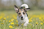 Mongrel on a flower meadow