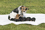 Mongrel mother with her puppies