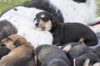 Mongrel mother with her puppies