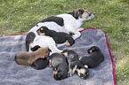 Mongrel mother with her puppies