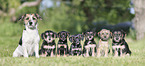 Mongrel mother with her puppies