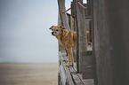 Mongrel at the beach