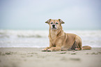 Mongrel at the beach