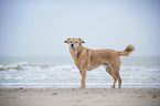 Mongrel at the beach