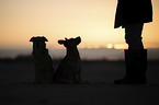 human with Mongrels
