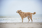 Mongrel at the beach