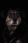 mongrel portrait