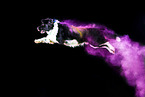 mongrel with holi powder