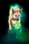 mongrel with holi powder