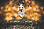 mongrel at autumn time