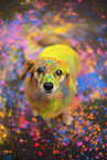 Mongrel with holi colours