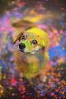 Mongrel with holi colours
