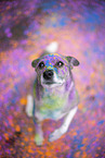 Mongrel with holi colours