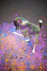 Mongrel with holi colours