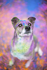 Mongrel with holi colours
