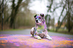 Mongrel with holi colours