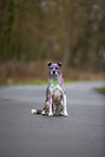 Mongrel with holi colours