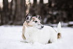Mongrel in snow