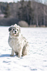 Mongrel in winter