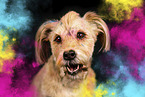Mongrel