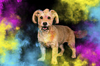 Mongrel
