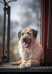 Mongrel