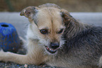 small mongrel