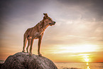 mongrel at the beach