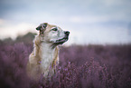 male Mongrel