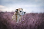 male Mongrel