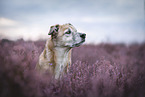male Mongrel