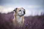 male Mongrel
