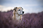 male Mongrel