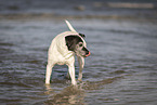 old mongrel