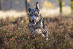 Mongrel
