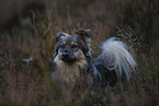 Mongrel