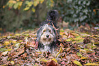 Mongrel