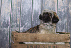 mongrel