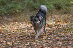 Mongrel