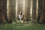 Mongrel