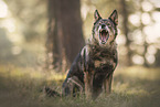 Mongrel