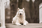 Mongrel