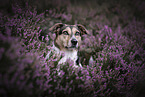 Mongrel