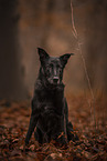 Mongrel