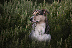 Mongrel
