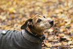 Mongrel
