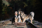 Mongrel dog