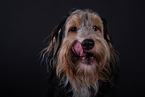 Mongrel dog
